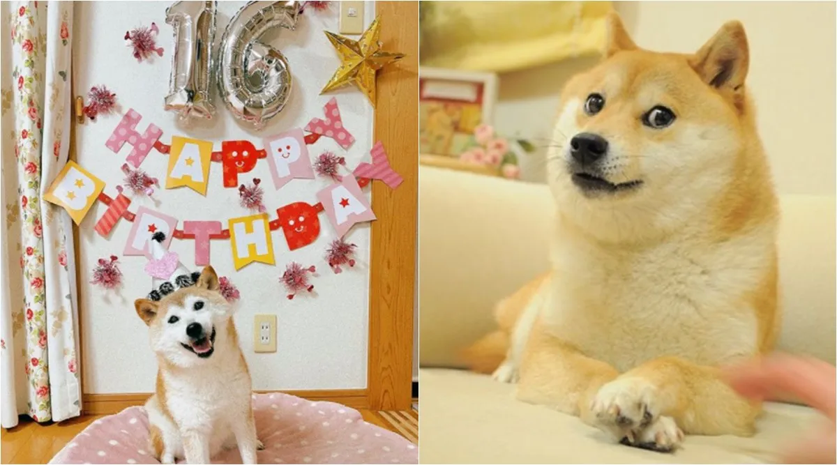 Famous Shiba Inu That Inspired 'Doge' Meme Diagnosed with Leukemia and Liver Disease
