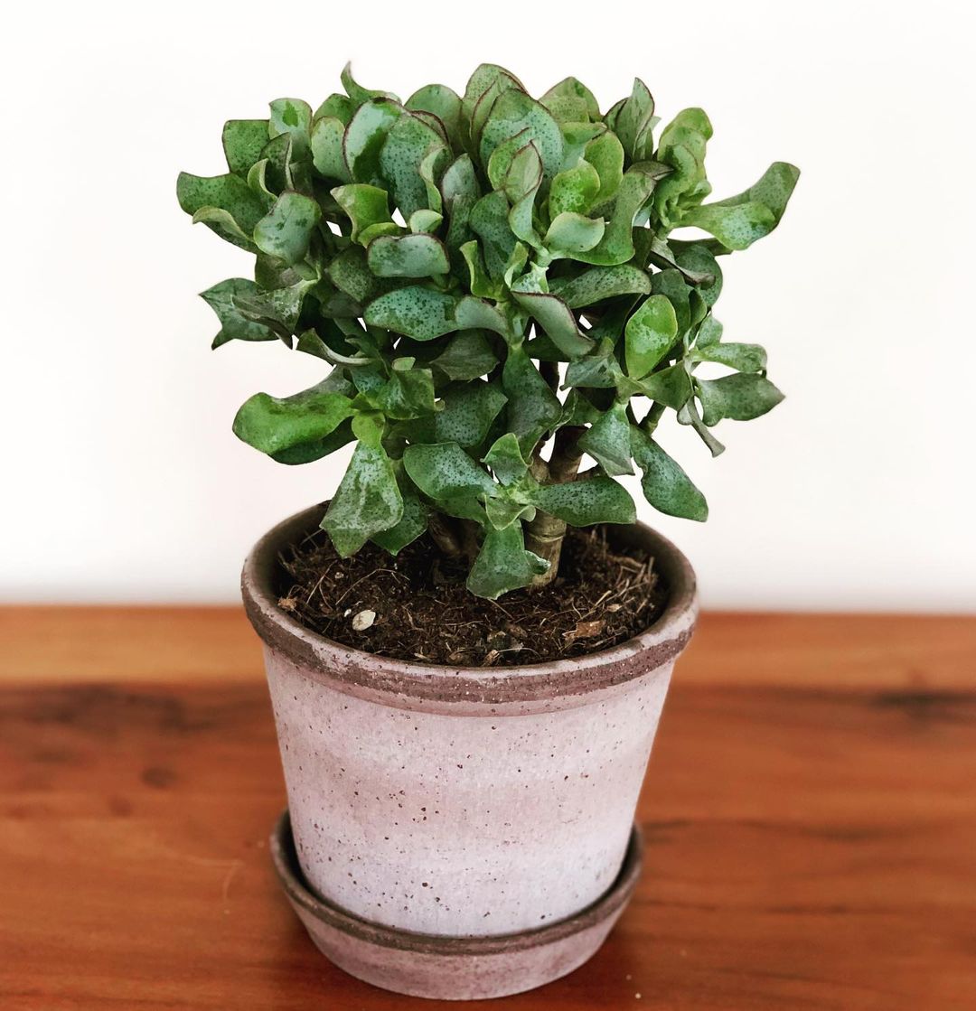 cryptolove.fun undulatifolia - Green Ripple Jade - Easy Succulents