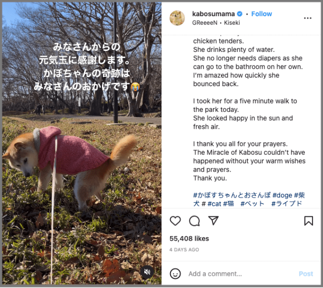 Shiba inu who inspired ‘doge’ meme is seriously ill with leukemia | CNN Business