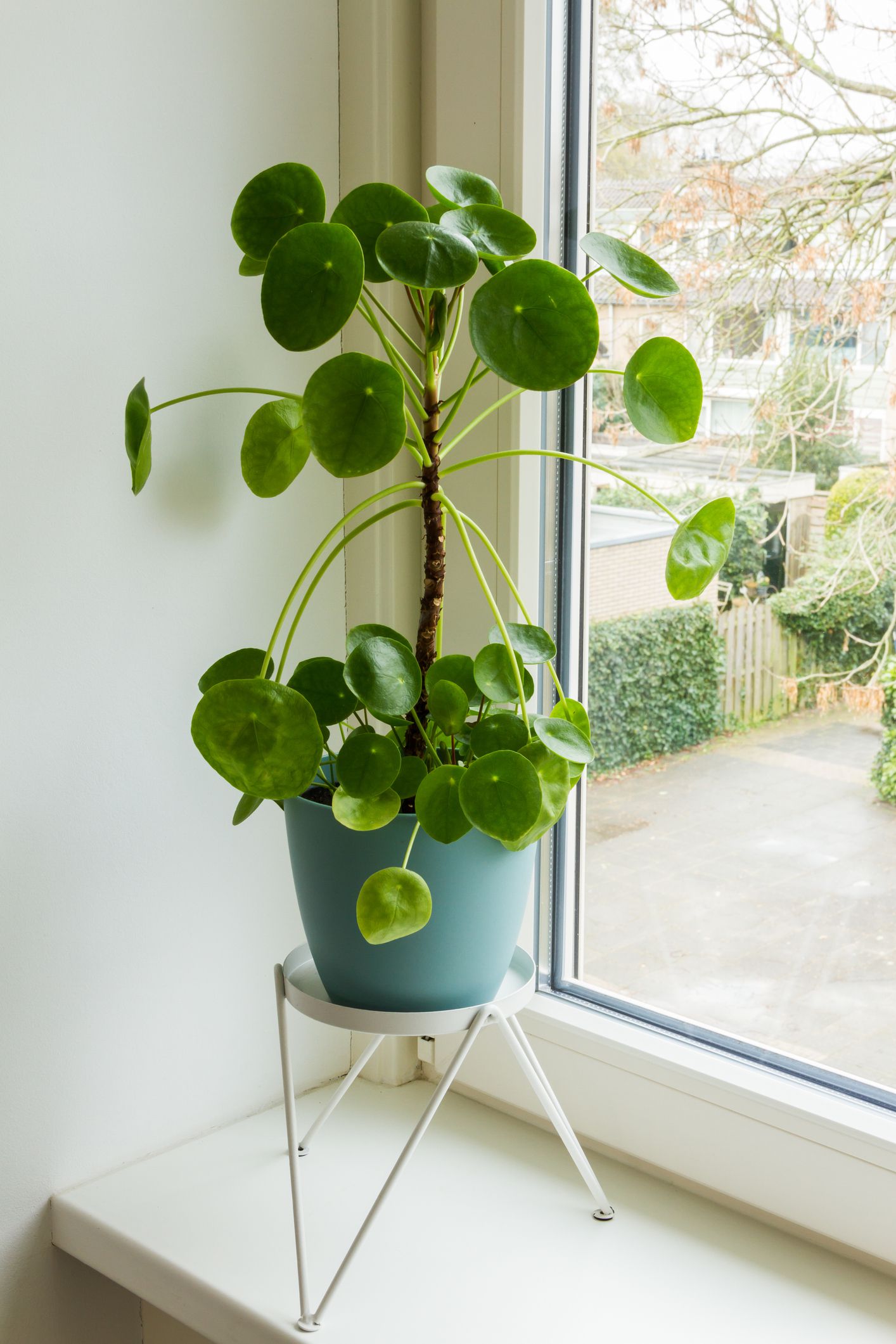 How to Care for Your Chinese Money Plant - Article onThursd