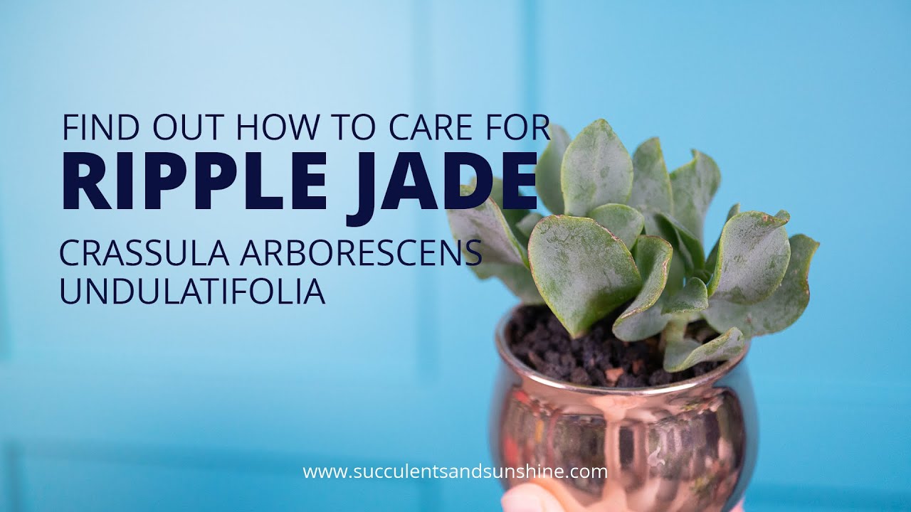 Crassula Undulatifolia Ripple Jade – Succulents World