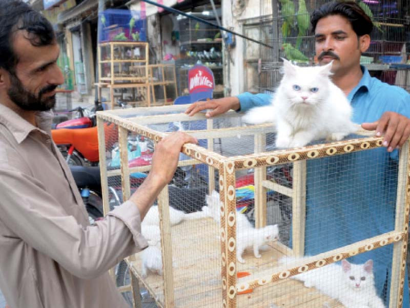 Cats for Sale in Lahore