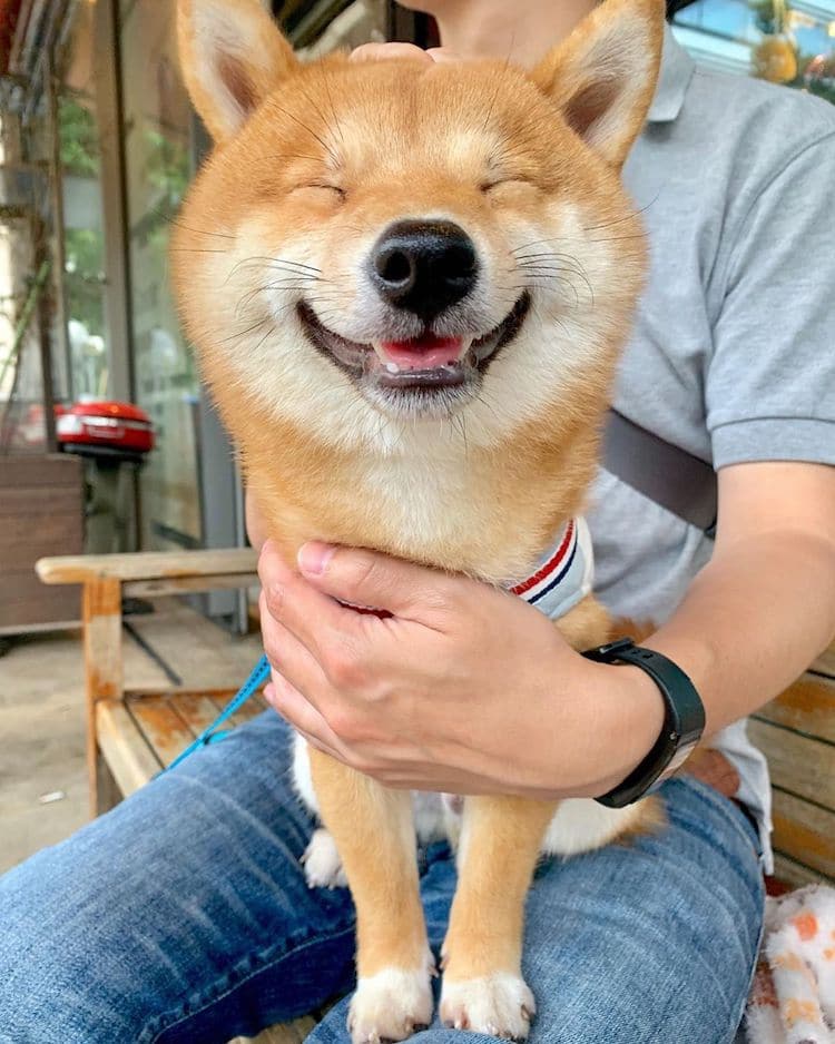 Why Do Shiba Inus Smile? - My First Shiba Inu