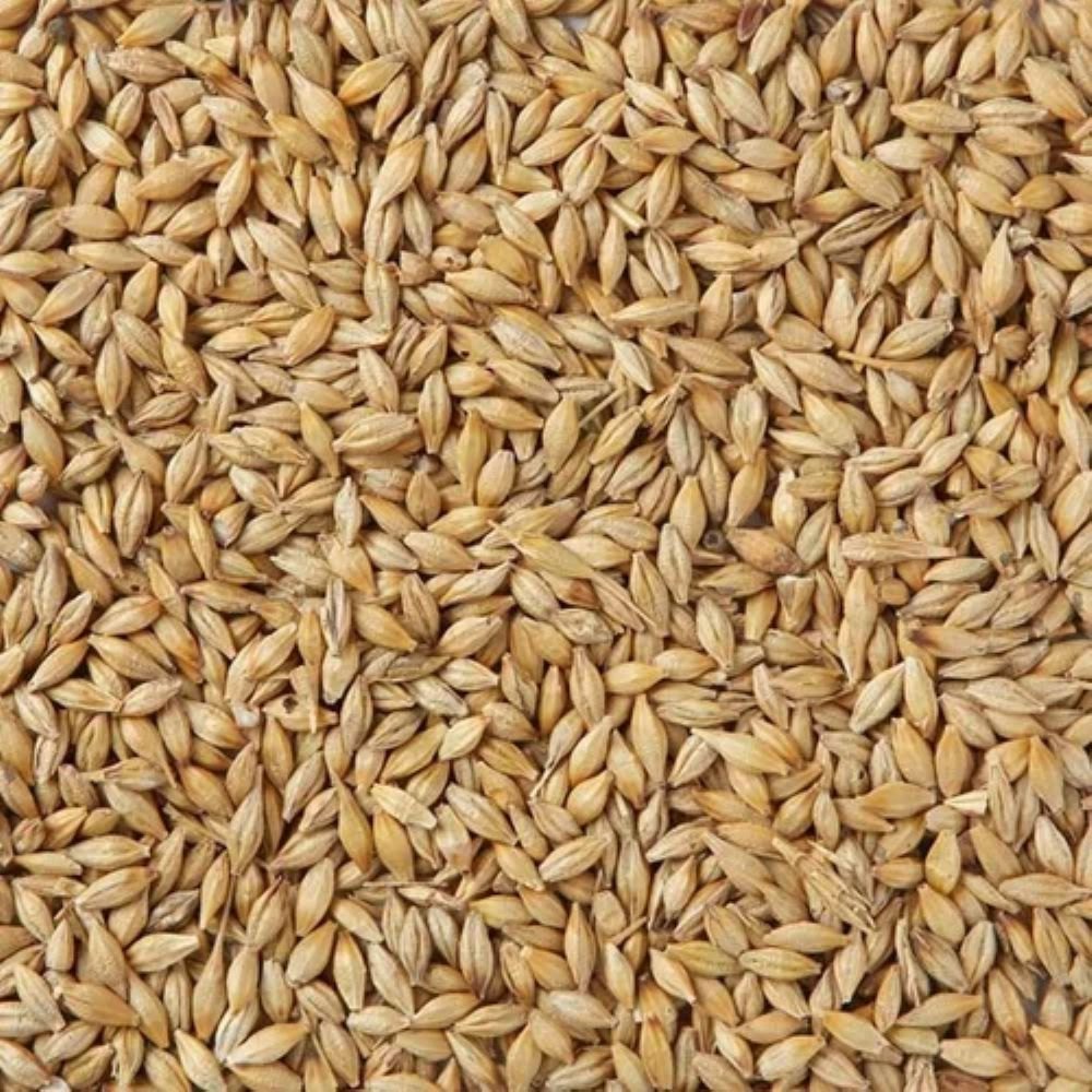 Malt Price in India - January Market Prices (Updated Daily)