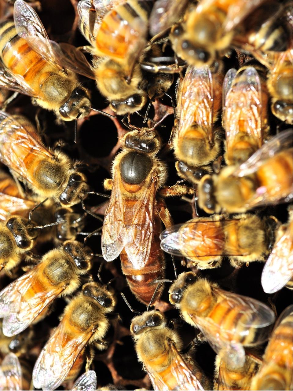 Queen Bees For Sale in Canada — Dancing Bee Equipment