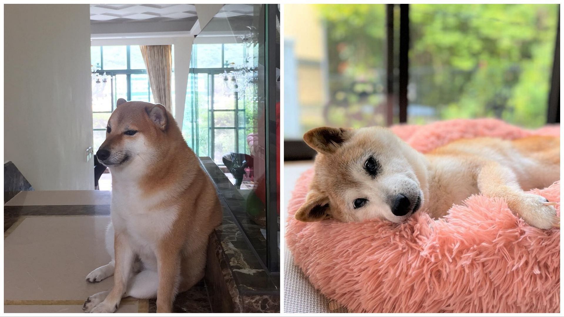 Shiba Inu made famous by viral ‘doge’ meme dies after cancer battle | The Independent