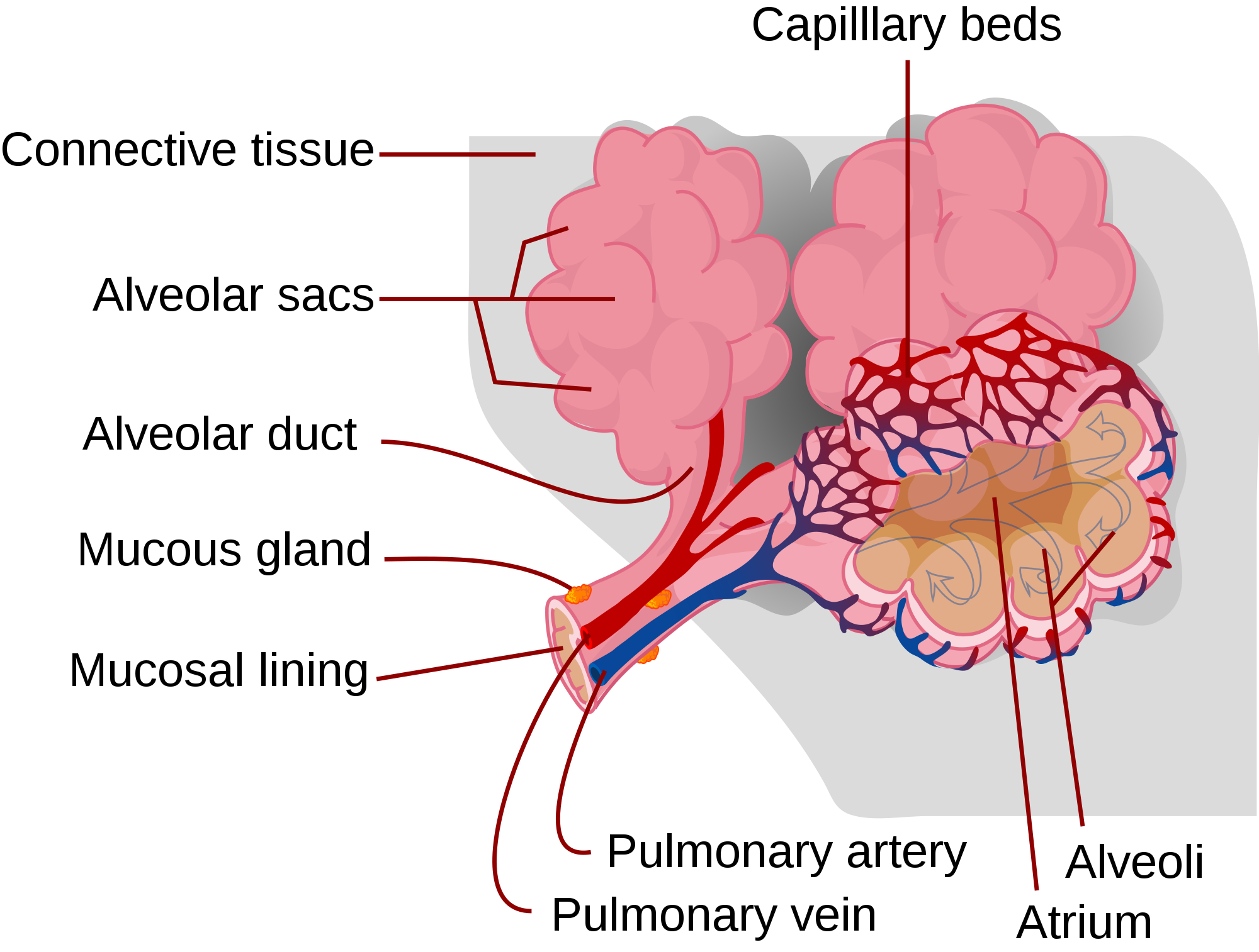 Gas Exchange | Anatomy and Physiology II