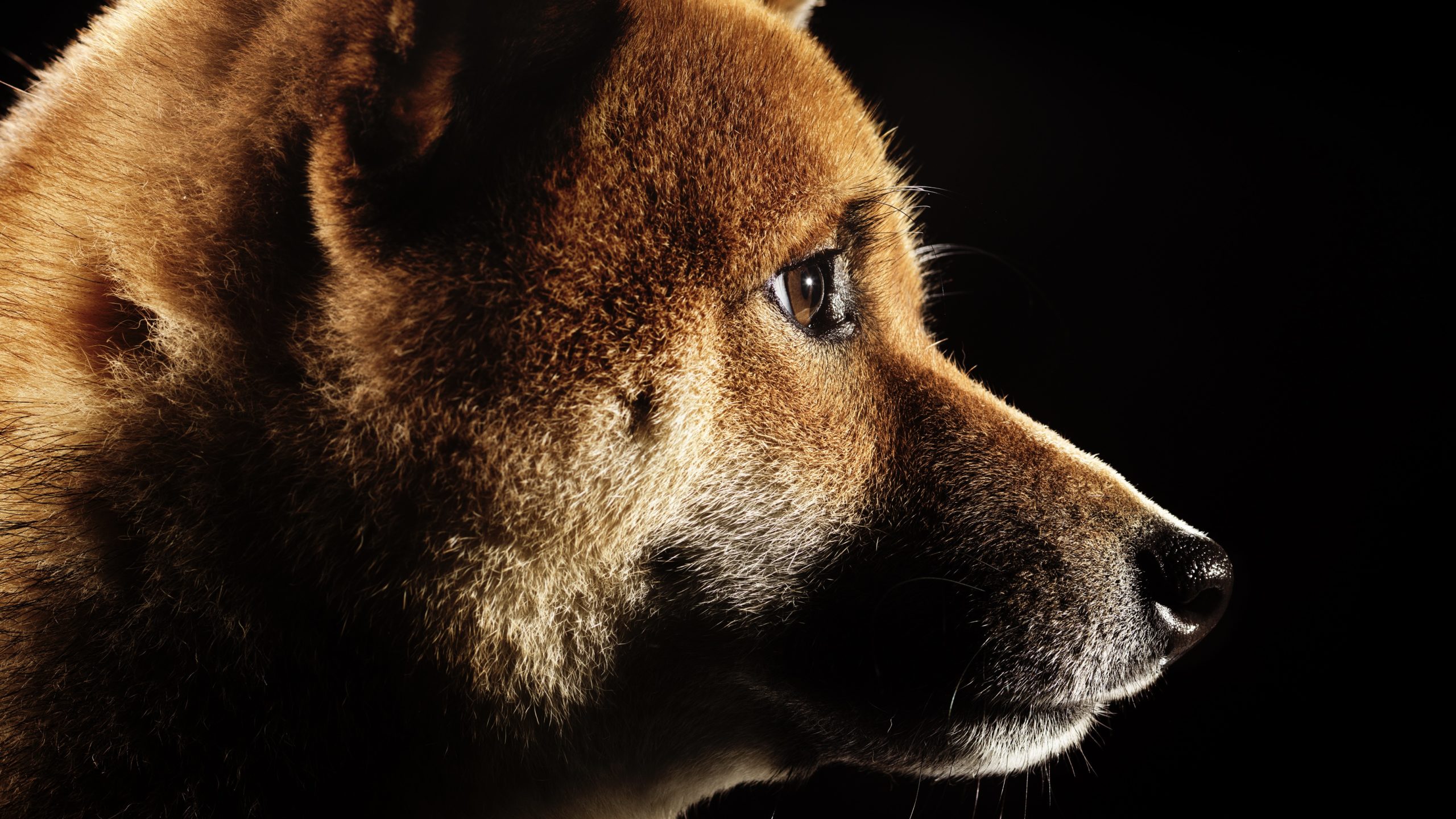 Dogecoin Price Spike Over “Twitter Coin” Tip