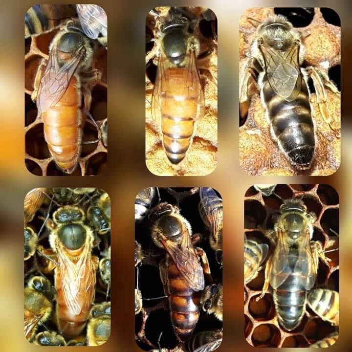 Queen Bees For Sale | Buy Queen Bee UK