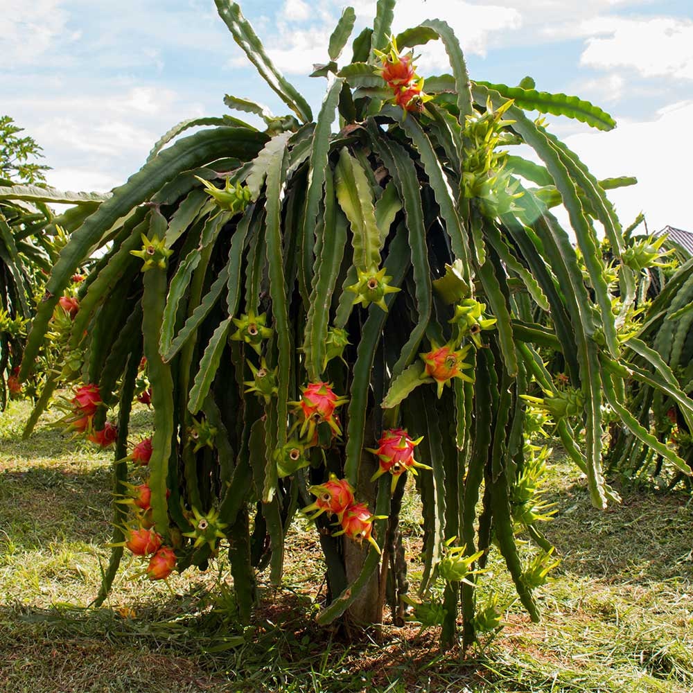 Buy Dragon Fruit Sapling (1pc) - Rs/- sale online India