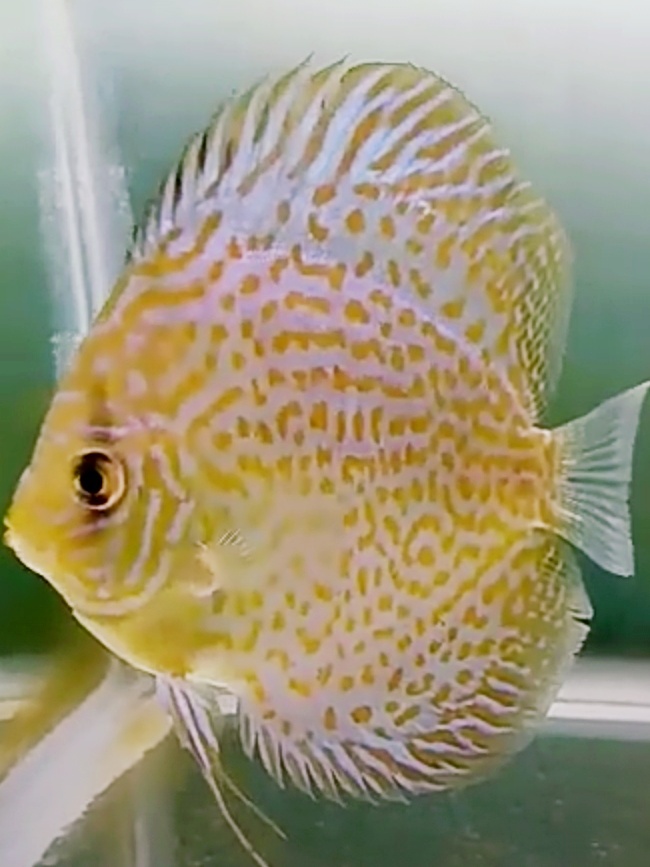 Mao Shixing (Discus Fish) | Source | Co-Founder | Qwoted