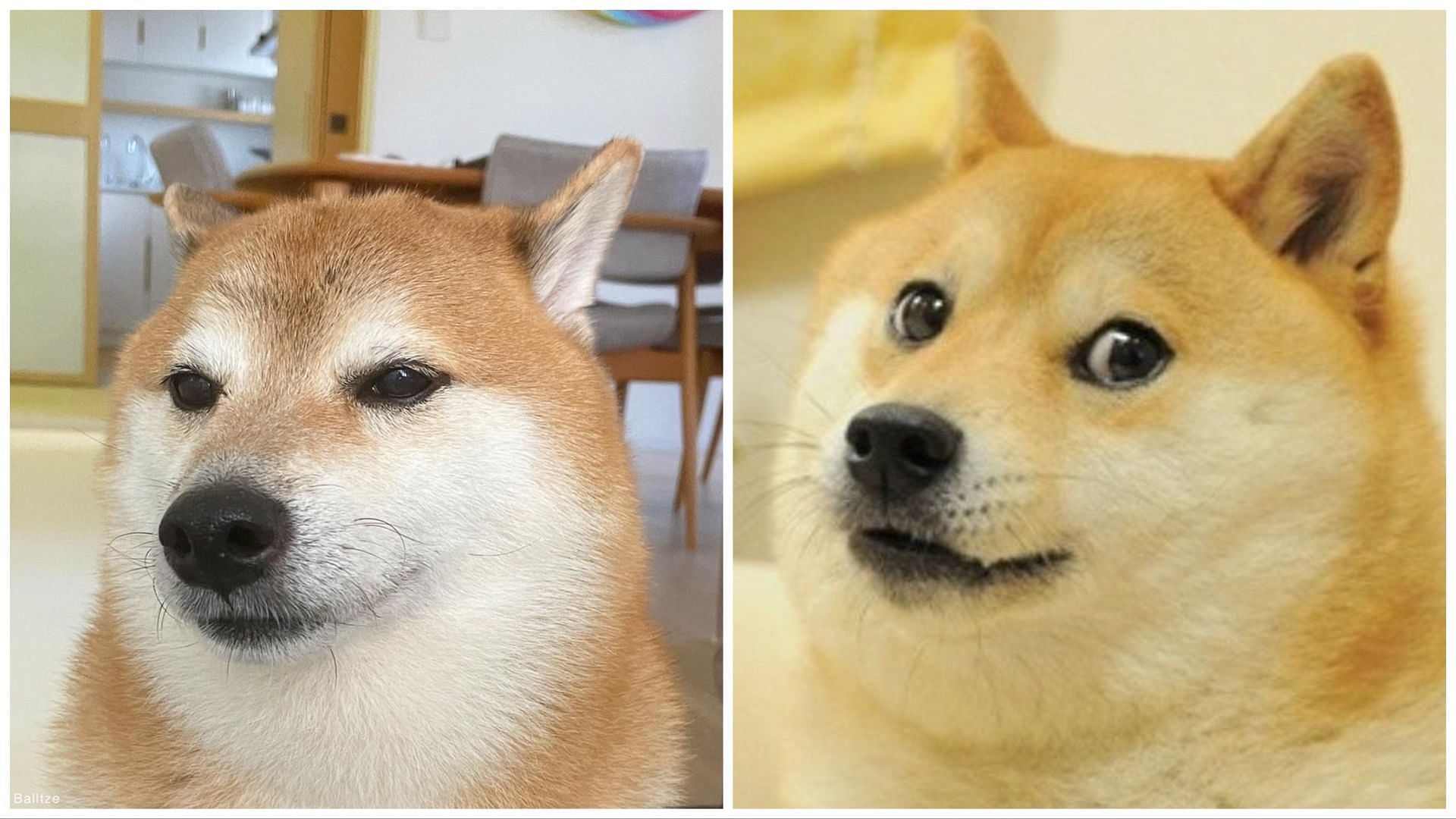 Cheems, Viral Meme Dog Who Became Face of Dogecoin, Has Died