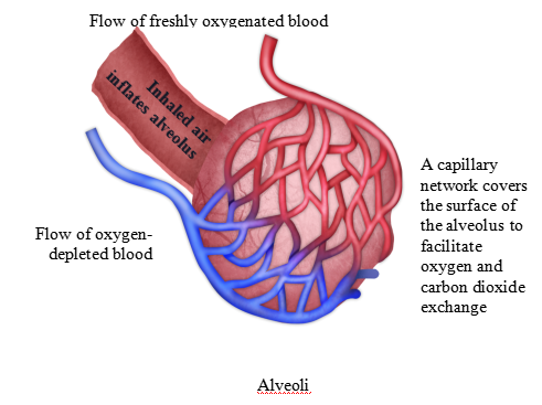 Respiratory system - Wikipedia