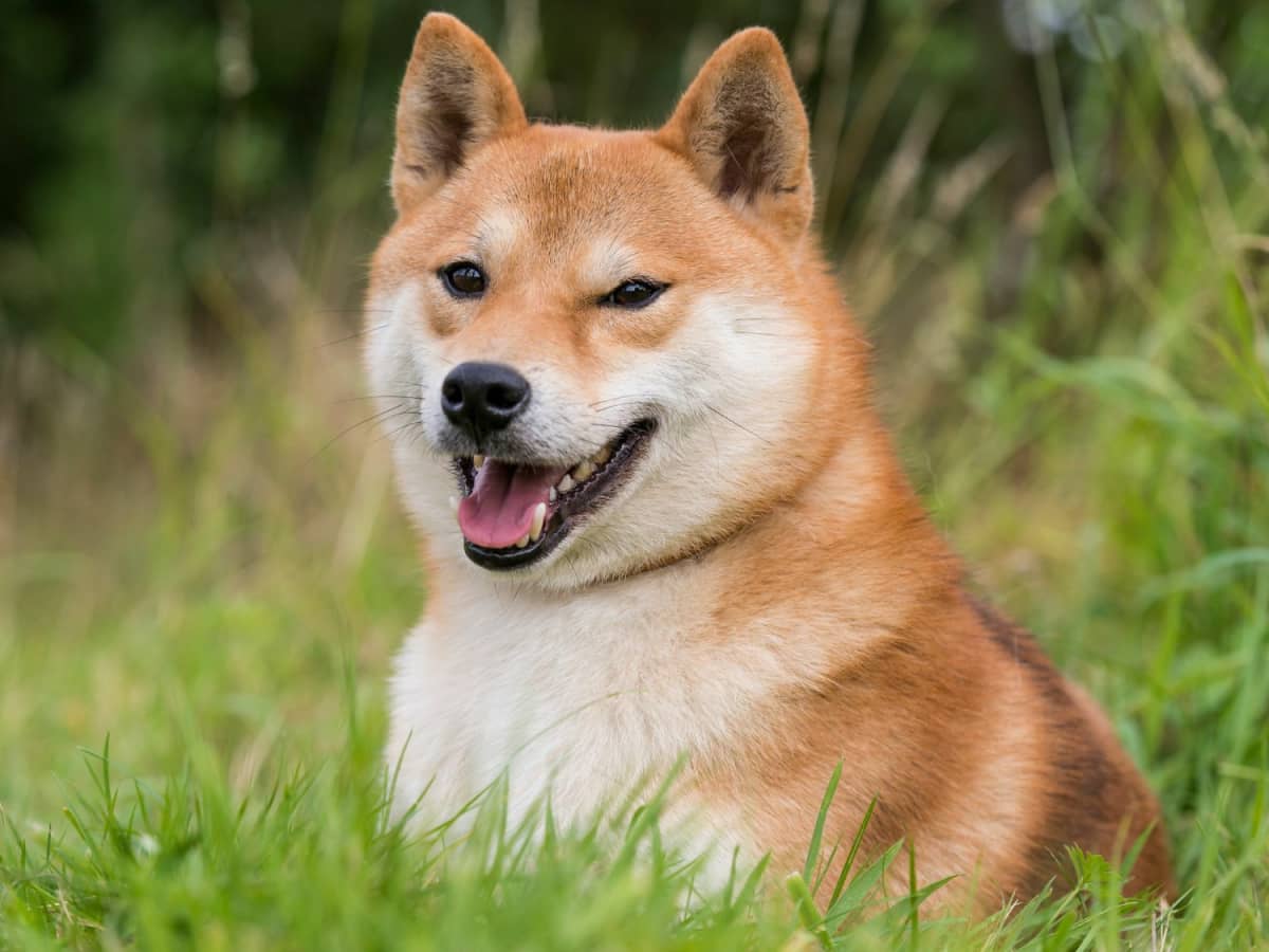 The Future of Shiba Inu Coin: Price Predictions and Why You Should Invest in It