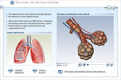 [Solved] Site of gaseous exchange in lungs is