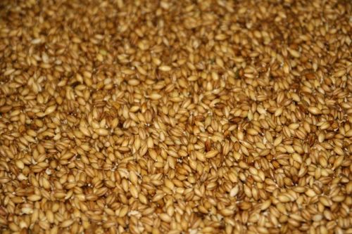 Malted Barley Market Size, Trends and Forecast to 