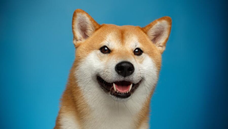 Dogecoin Price | DOGE Price Index and Live Chart - CoinDesk