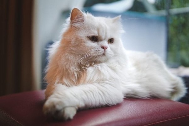 Buy White Persian Kitten for Sale in Pakistan Taj Birds