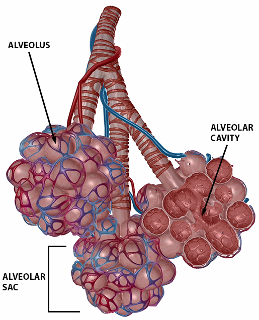 Gas Exchange - Exchange and Transport of Gases in Lungs