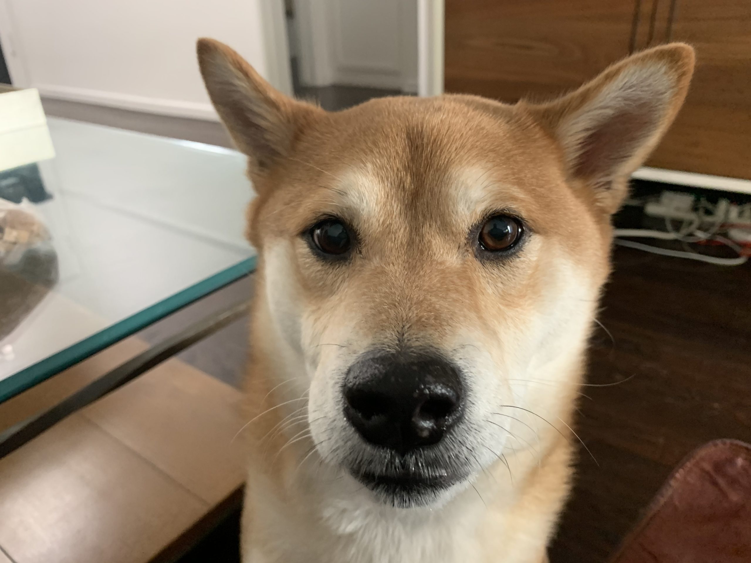Is It Time to Sell Shiba Inu?
