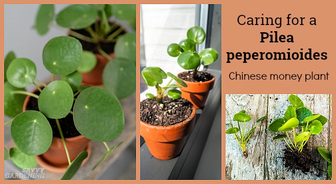 Pilea peperomioides | Plant Care and Tips | The Sill