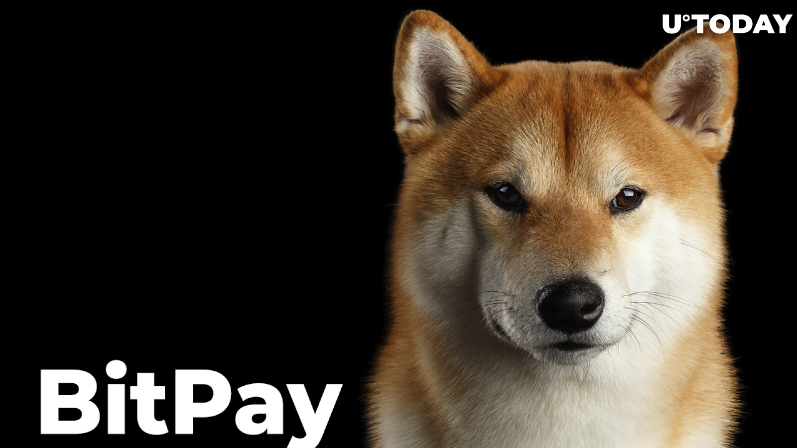 Dogecoin In Space: DOGE-1 Announces Strategic Partnership With Radio Doge | Bitcoin Insider