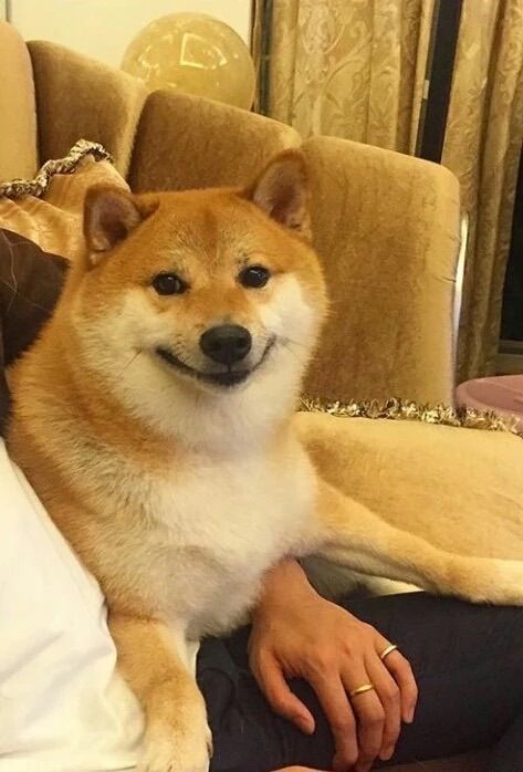 Shiba Inu Goes Viral For His Love Of Smiling, Especially After Seeing Food (30 Pics) | Bored Panda
