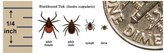 Size comparison: 1-cent Euro coin and an engorged tick фотография Stock | Adobe Stock