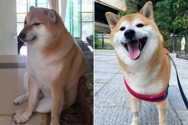 Kabosu, Dog Who Inspired Global “Doge” Meme, Is on Its Deathbed