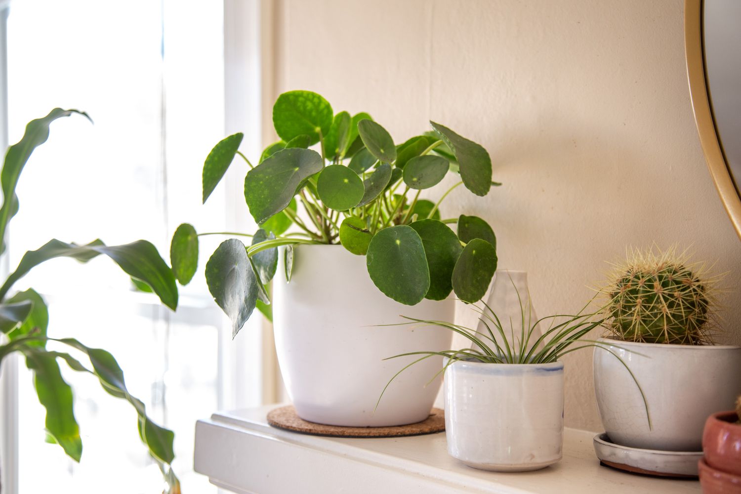 Chinese Money Plant Care Instructions