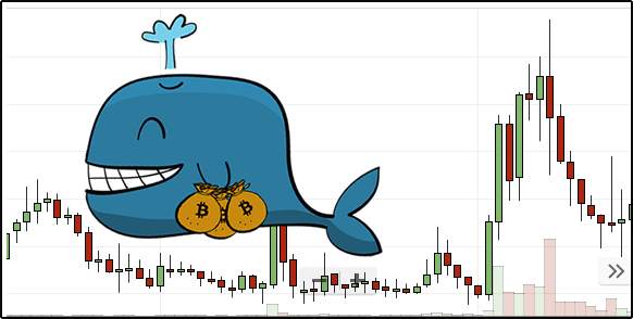 What Is a Crypto Whale and How Do They Affect Crypto Markets?