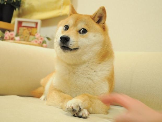 Buff doge vs cheems Meme Generator - Imgflip | Memes, Writing memes, Me too meme