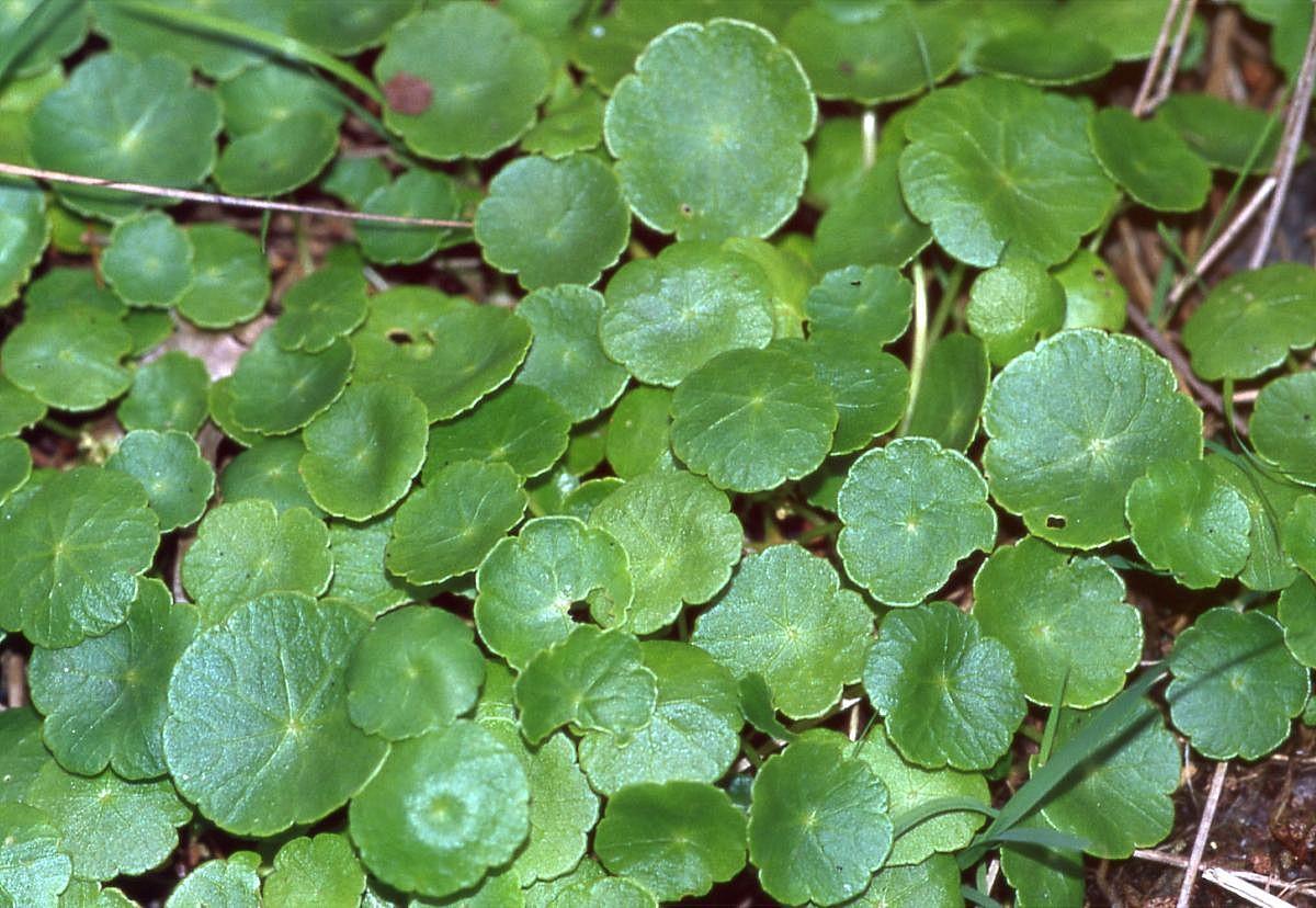 Hydrocotyle Vulgaris 'Copper Coin' in LIN Ceramic Pot | cryptolove.fun