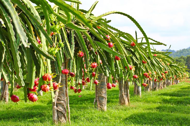 The Pro Health Shop - Dragon Fruit Plants for Sale