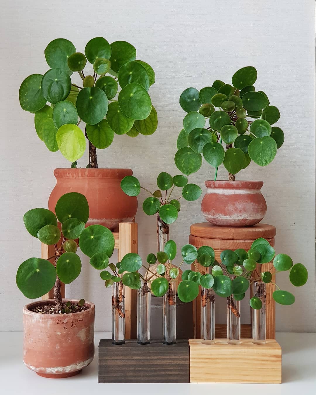 Pilea Peperomioides Care Guide: Nurturing the Chinese Money Plant's Un – Happy Houseplants