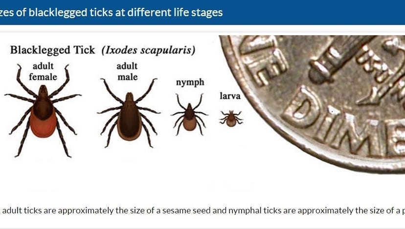 Ticks for Science!