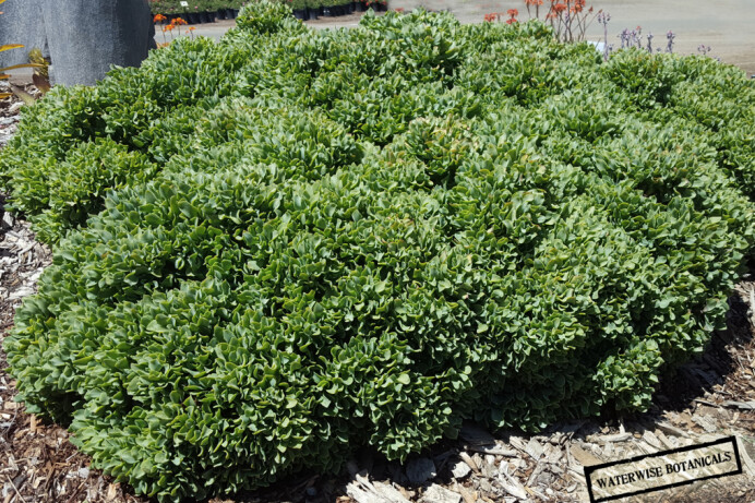Crassula undulatifolia 'Ripple Jade' – Leaf & Clay