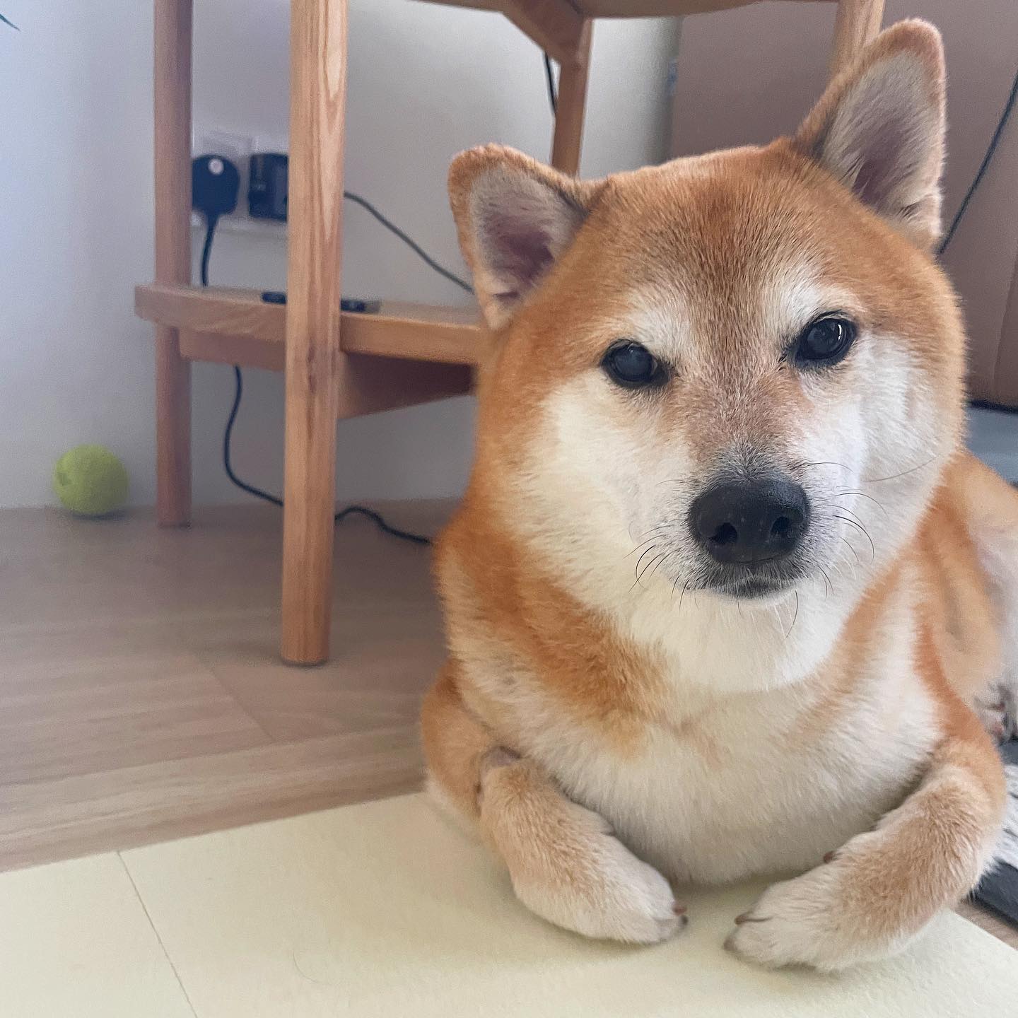 'Doge' meme shiba inu is seriously ill, owner says | CTV News