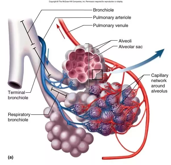 Gas Exchange across Respiratory Surfaces – Concepts of Biology – 1st Canadian Edition