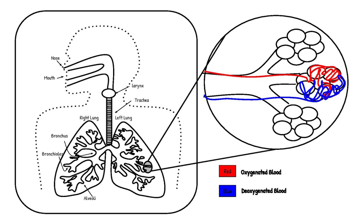 Anatomy and Physiology: Gas Exchange