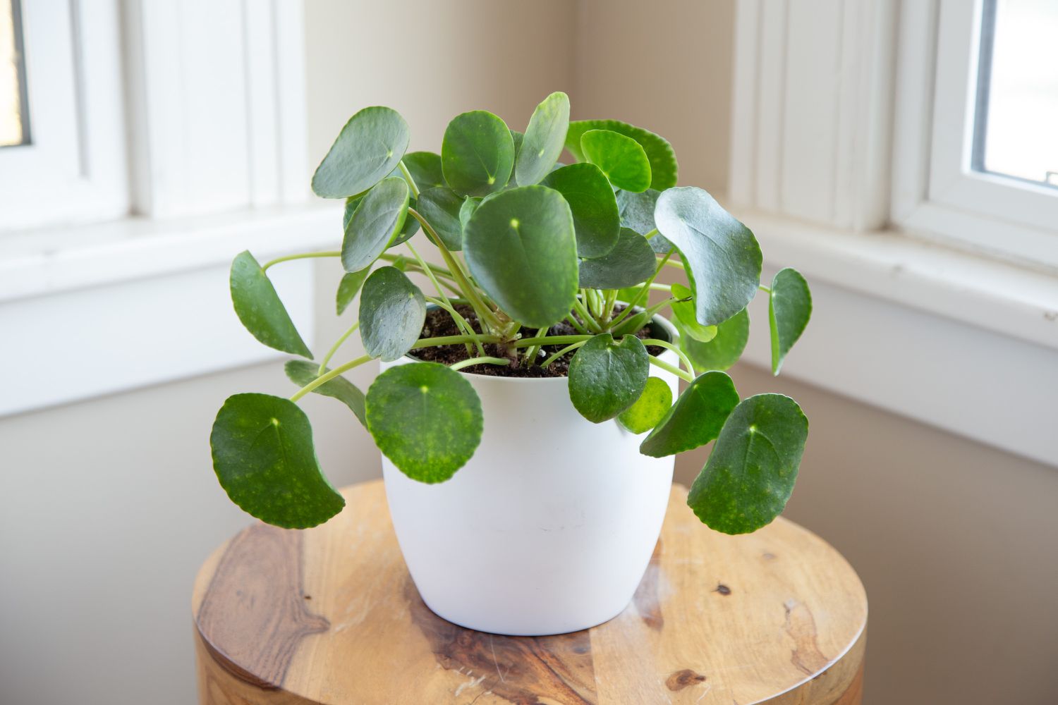 Ultimate Guide: How to Care for your Chinese Money Plant | Between Two Thorns