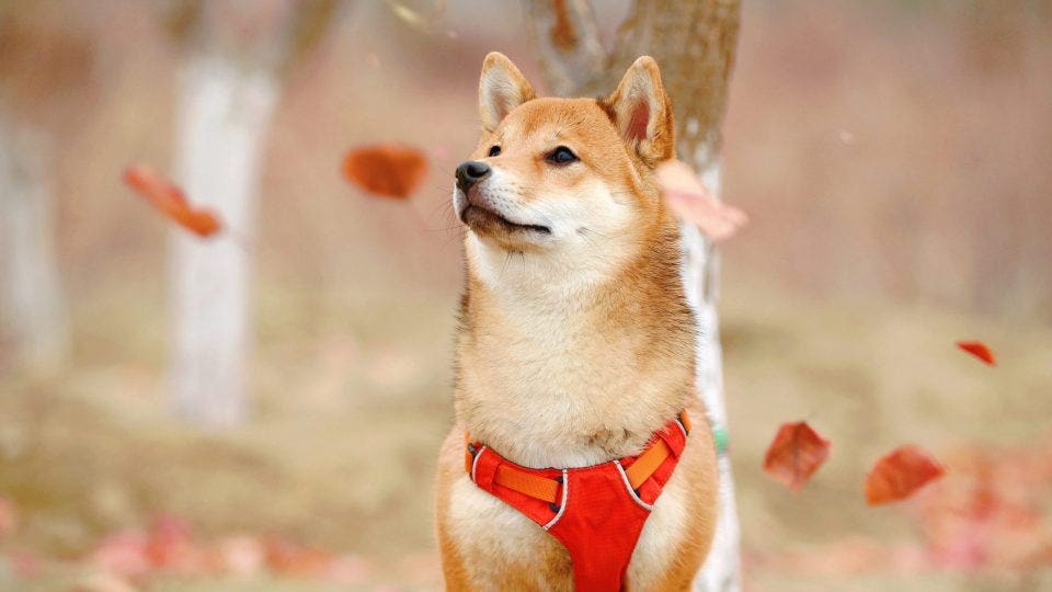 Shiba Inu Price Prediction (SHIB) - 