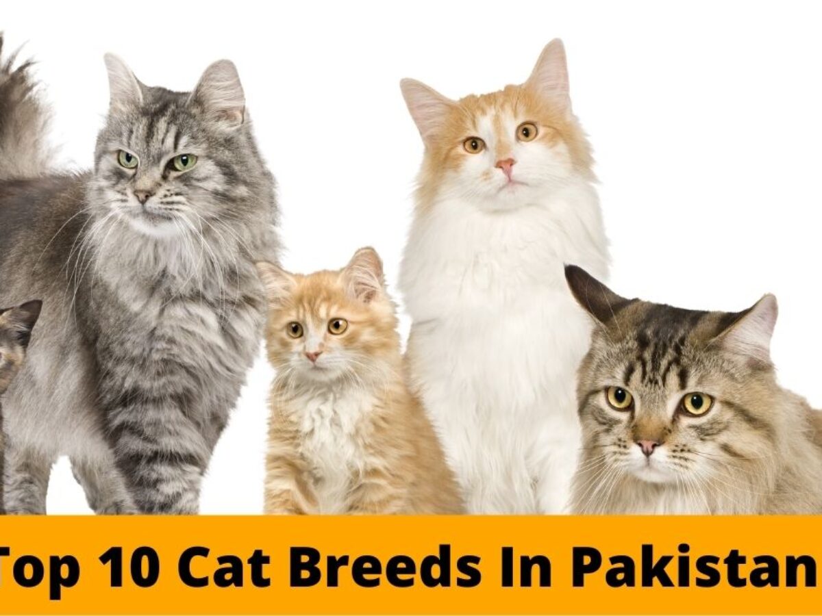 Top 10 Cat Breeds In Pakistan - cryptolove.fun