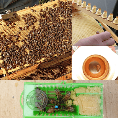 Queen Bees for Sale | Buzzbee Beekeeping