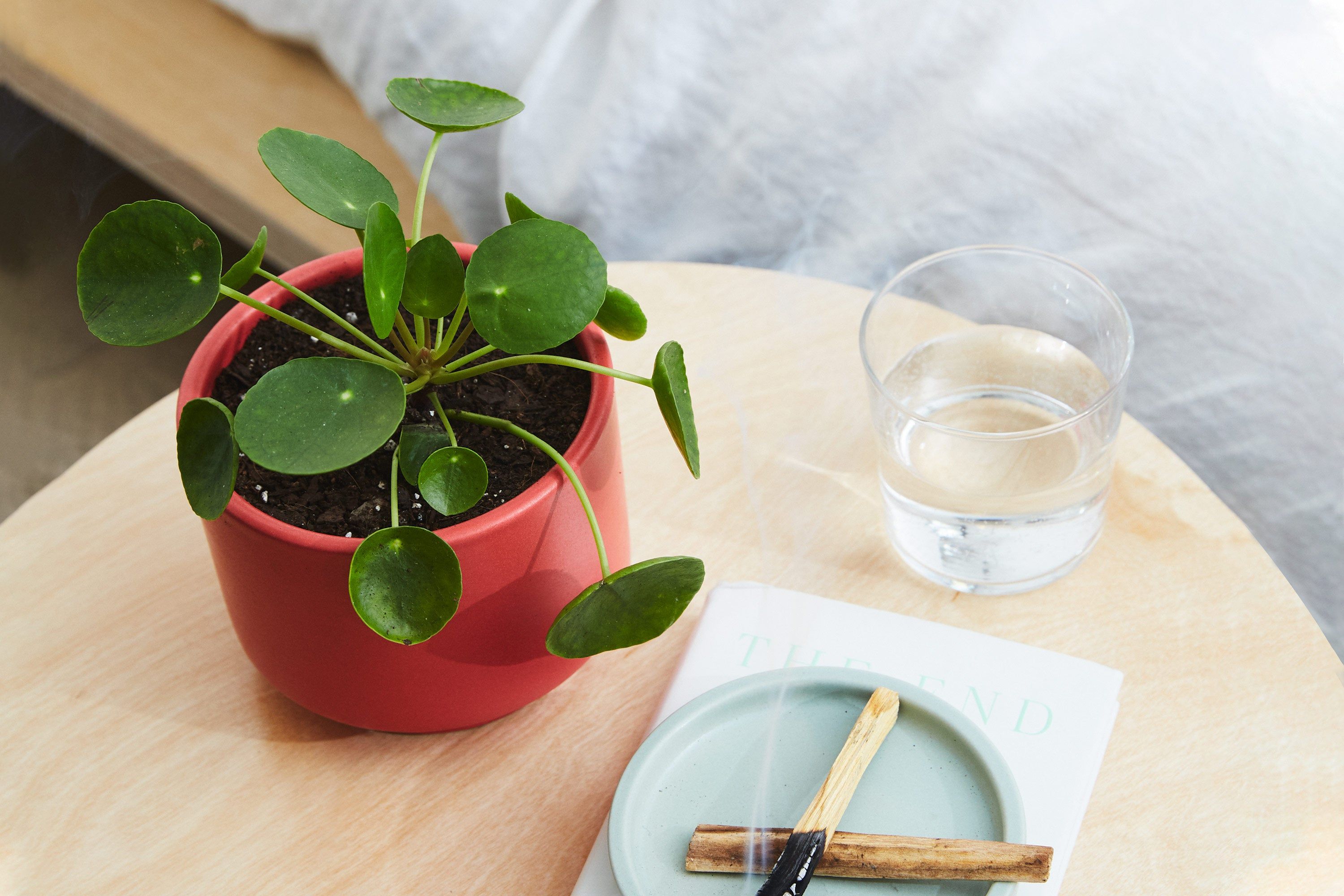 Chinese Money Plant Care Guide | Lively Root