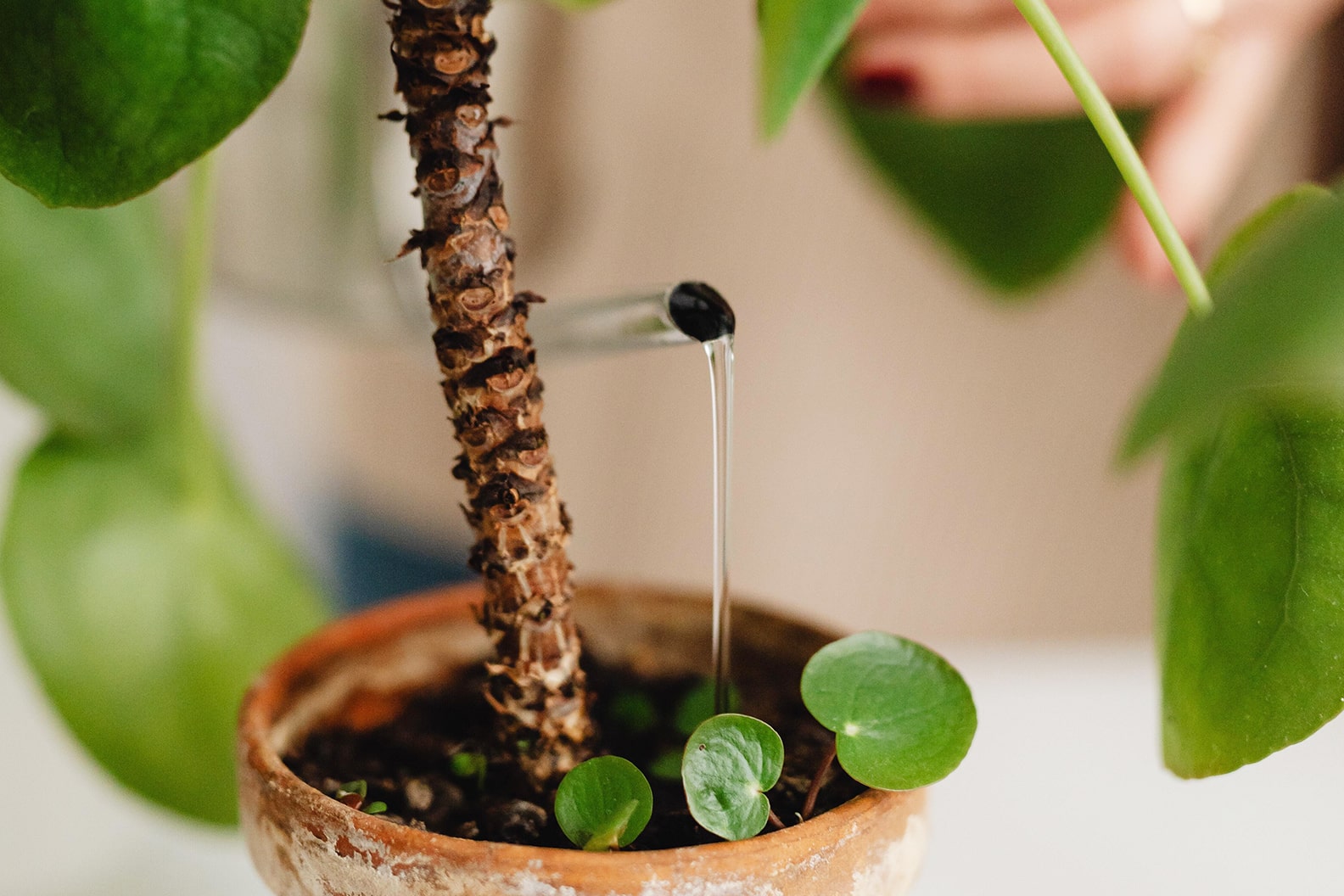 How to Care for Your Chinese Money Plant | Lively Root