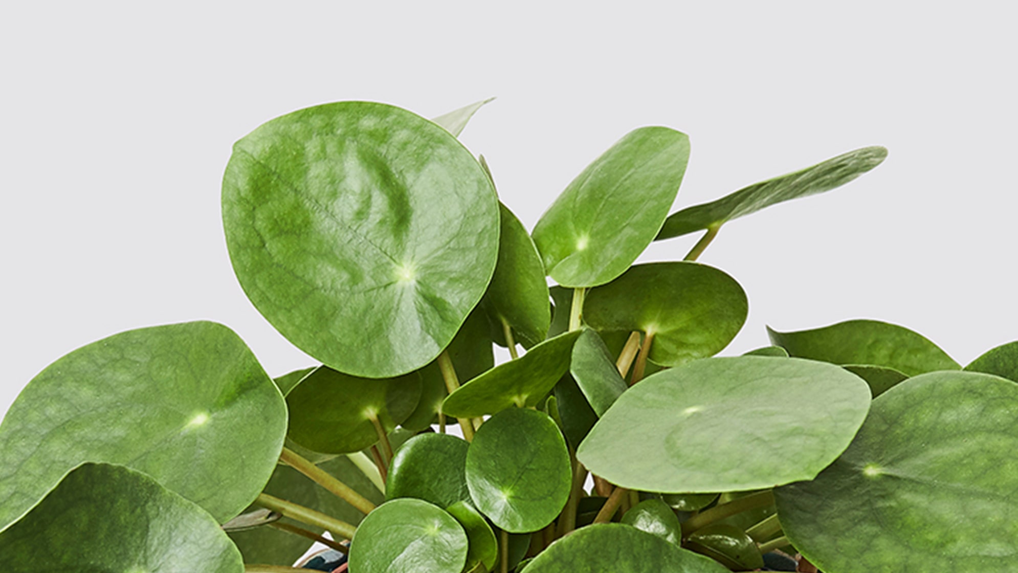 Chinese Money Plant Care Instructions | Leaf Envy