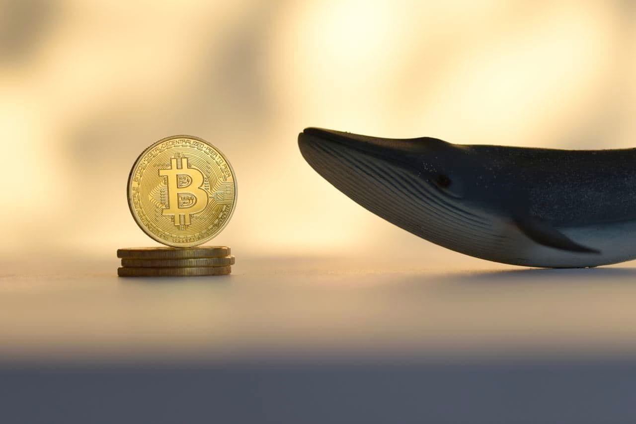 WHALE (WHALE) Price Prediction ▶️ & 