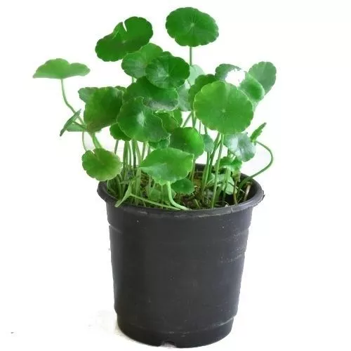 Pilea Peperomioides (Chinese Money Plant) Guide | Our House Plants