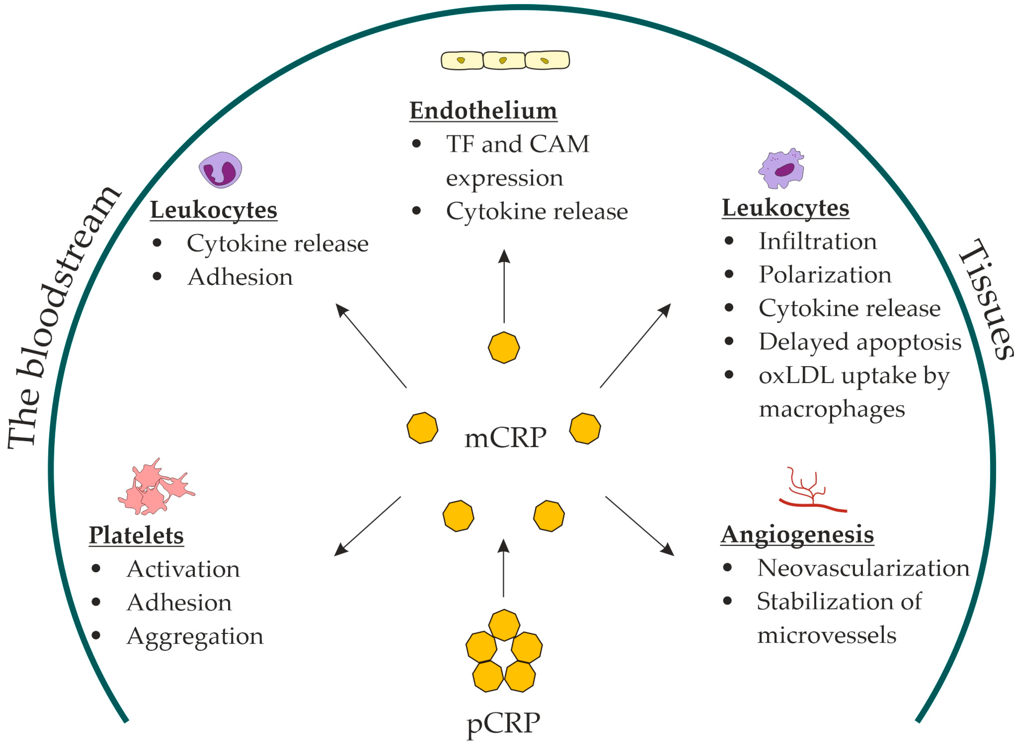 C-reactive protein and venous thromboembolism: causal or casual association?